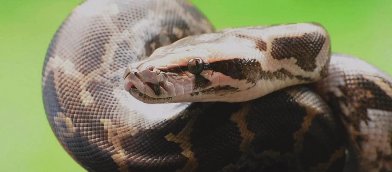 Ακούτε φασαρία από την κουζίνα; Μην πάτε - Οικογένεια βρήκε πύθωνα 3 μέτρων! (φωτό)